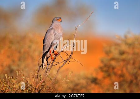 Pale chanting goshawk, Melierax canorus, bird of prey from Kalahari desert hunting rodents. Colorful raptor, blue-grey bird with orange legs and beak, Stock Photo