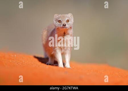 Mongoose in red sand, Kgalagadi, Botswana, Africa. Yellow Mongoose, Cynictis penicillata, sitting in sand with green vegetation. Wildlife from Africa. Stock Photo