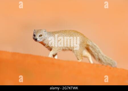 Mongoose in red sand, Kgalagadi, Botswana, Africa. Yellow Mongoose, Cynictis penicillata, sitting in sand with green vegetation. Wildlife from Africa. Stock Photo