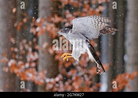 Goshawk flight, Germany. Northern Goshawk landing on spruce tree during winter with snow. Wildlife scene from winter nature. Bird of prey in the fores Stock Photo