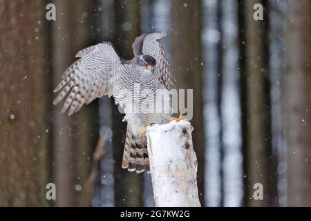 Goshawk flight, Germany. Northern Goshawk landing on spruce tree during winter with snow. Wildlife scene from winter nature. Bird of prey in the fores Stock Photo