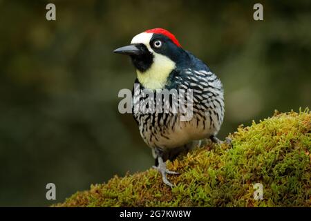 Acorn Woodpecker, Melanerpes formicivorus. Beautiful bird sitting on the green mossy branch in habitat, Costa Rica. Birdwatching in America. Woodpecke Stock Photo