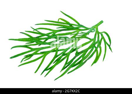 Macro shot sprig of fresh dill isolated on white background. Fresh green dill isolated on white Stock Photo
