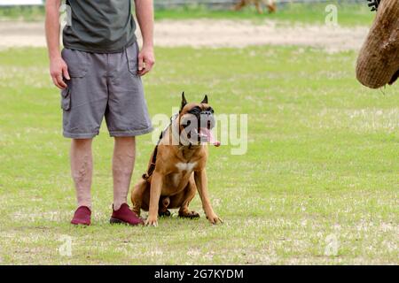 Man with German Boxer dog. Lower section of an adult male standing on the grass next to his pet. Adult dog sitting next to the owner's leg. Daytime. Stock Photo