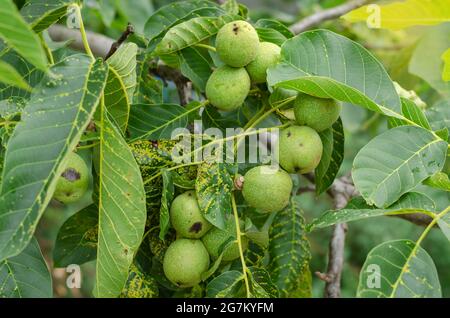 Unripe walnuts on branch. Close-up of group of walnuts in green rind. Selective focus. Daytime. Stock Photo
