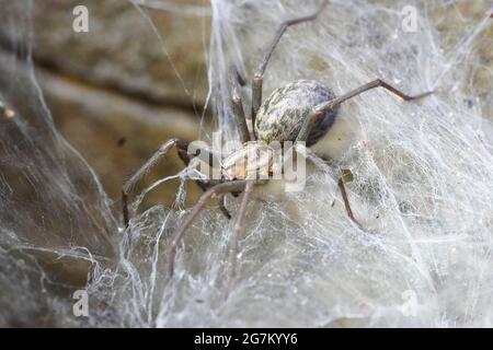 Barn funnel weaver close up on its cobweb. Tegenaria domestica. Common european house spider. Stock Photo