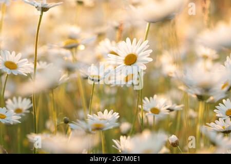 Daisies on a spring meadow at dusk Stock Photo