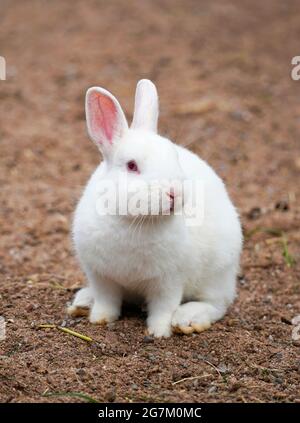 Rabbit with white fur and pink ears. Animal sits on the ground. Stock Photo