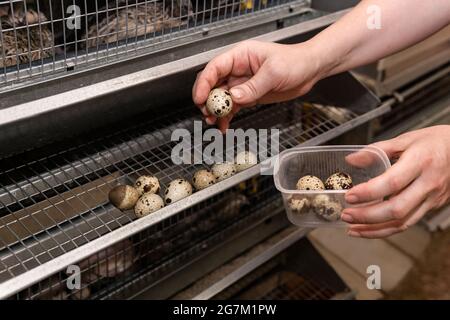 farmer's hands collect quail eggs from the battery cage tray Stock Photo