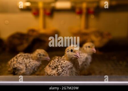 domestic japanese quail kept baby chickens are kept in a brooder in a hen house, close-up Stock Photo