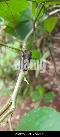 Soft focus of a black plant hopper on a plant stem at a garden Stock Photo