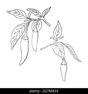 Chili Pepper hot set contour black handmade doodling drawing. Spice. Pepper branch with leaves and fruits. Isolated. White background. Vector illustration Stock Vector