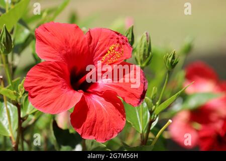 Red hibiscus flower on blurred nature background, tropical garden Stock Photo