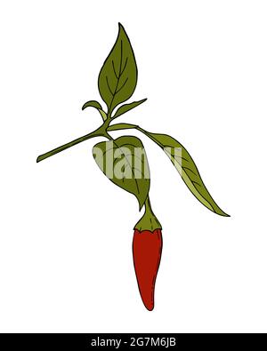 Chili Pepper hot handmade doodling color drawing. Spice. Pepper branch with leaves and fruits. Isolated. White background. Vector illustration Stock Vector