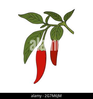 Chili Pepper hot handmade doodling color drawing. Spice. Pepper branch with leaves and fruits. Isolated. White background. Vector illustration Stock Vector