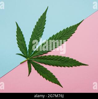 Green cannabis leaves on white background. Growing medical marijuana. Concept of herbal alternative medicine Stock Photo