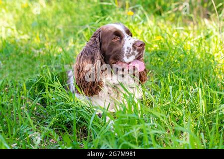 English Springer Spaniel with long ears and tongue out lies in shadow on grass Stock Photo