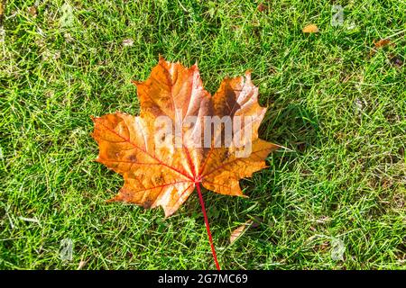 Single orange maple leaf in the morning water dew is lying on a green grass meadow Stock Photo