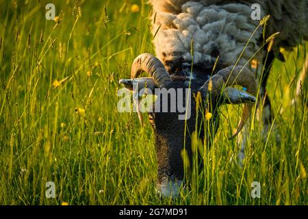 One adult Swaledale sheep in farm field, stands eating grass in golden evening sunlight (head, face, shoulders close-up) - Yorkshire, England, UK. Stock Photo