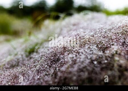 Albbruck, Germany. 15th July, 2021. Drops of water cling to grasses beaten down by the rain. The southern Black Forest is one of the regions in Baden-Württemberg most affected by extreme weather-related forest damage. The forest has been declared a model area for the development of solutions. The aim of the project is to support and quickly help forest owners both in dealing with the damage and in reforesting the damaged areas. Credit: Philipp von Ditfurth/dpa/Alamy Live News Stock Photo