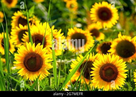 Common sunflower (Helianthus annuus) field Stock Photo