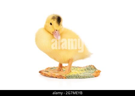 portrait of duckling on a knitted rug Stock Photo