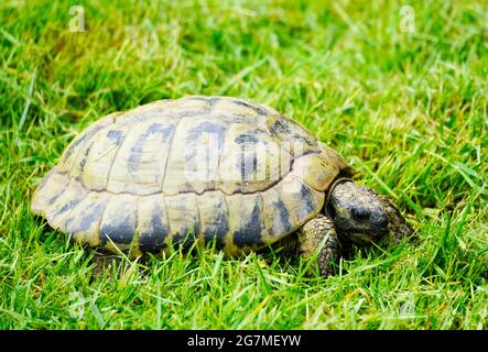 Close up of a turtle on a green meadow. Testudinata. Stock Photo