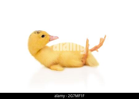 duckling fell on his back Stock Photo
