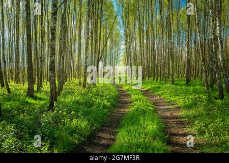 Road in a birch forest on a sunny day, Zarzecze, Poland Stock Photo