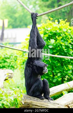 Siamang (Symphalangus syndactylus) hanging on a rope. Species of primate from the gibbon family (Hylobatidae). Monkey with black fur. Stock Photo