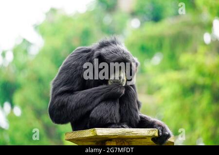 Portrait of a Siamang (Symphalangus syndactylus). Species of primate from the gibbon family (Hylobatidae). Monkey with black fur. Stock Photo