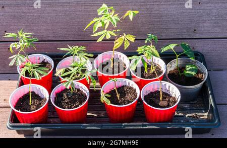 Nine small marijuana plant clippings growing in red solo cups in sunshine. Stock Photo