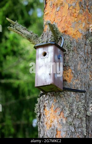 Wooden birdhouse or nesting box on a pine tree in the summer. Stock Photo