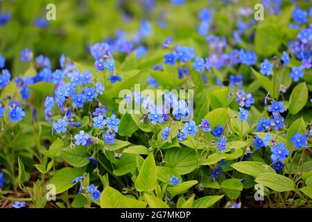 Blue flowers of Omphalodes verna, also known by common names Creeping Navelwort or Blue-eyed Mary. Stock Photo