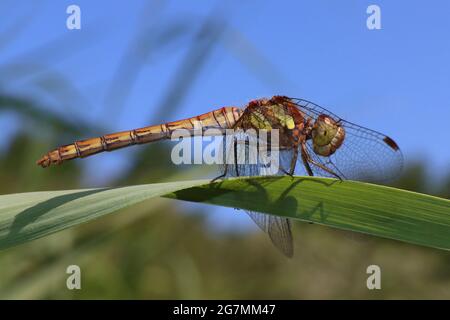Common Darter (Sympetrum striolatum) Stock Photo