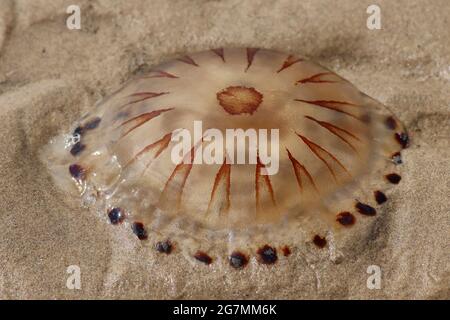 Compass Jellyfish Chrysaora hysoscella Stock Photo