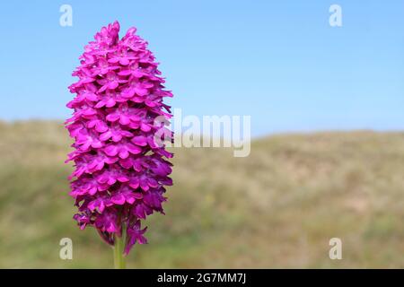 Pyramidal Orchid Anacamptis pyramidalis Sefton Coast UK Stock Photo