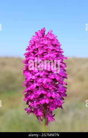 Pyramidal Orchid Anacamptis pyramidalis Sefton Coast UK Stock Photo