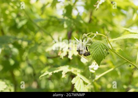 A bee is sitting on a raspberry flower. Pollination of the bush, collecting nectar and gardening, breeding raspberries. Stock Photo