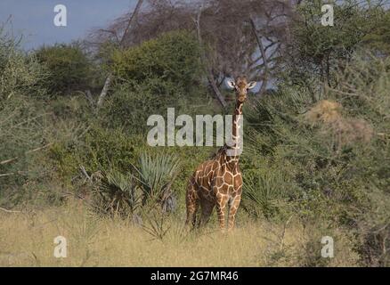 young lone reticulated giraffe standing alert and looking at camera in the wild Meru National Park, Kenya