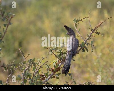 grey go-away bird perched on branch in wild Meru National Park, Kenya Stock Photo