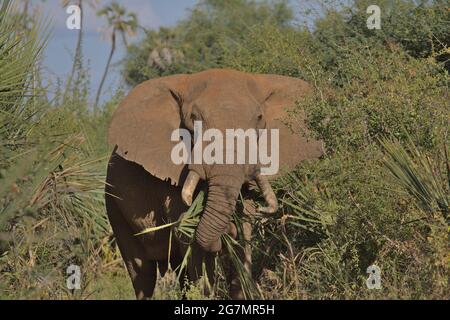 front view of african elephant eating in the wild bushes of Meru National Park, Kenya Stock Photo