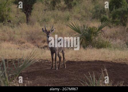 male waterbuck standing alert and looking straight at camera in wild Meru National Park, Kenya Stock Photo