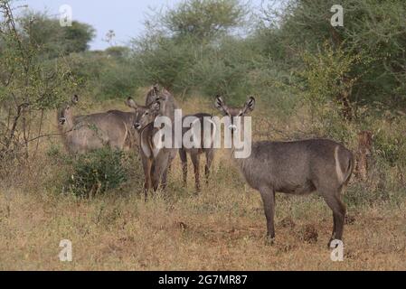 herd of female waterbuck standing alert and looking back in the wild grass of Meru National Park, Kenya Stock Photo