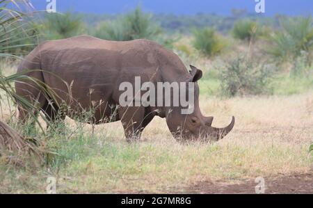 side profile of southern white rhino grazing in the open plains of wild Meru National Park, Kenya Stock Photo