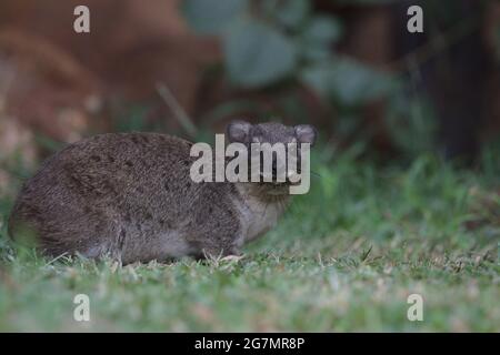 side view of cute rock hyrax sitting on grass in the wild Meru National Park, Kenya Stock Photo