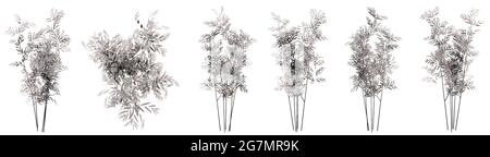 Set or collection of drawings of Bamboo  trees isolated on white background . Concept or conceptual 3d illustration for nature, ecology Stock Photo