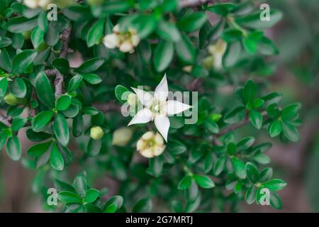 Closeup shot of a white flower called Orange jessamine grown in the garden Stock Photo