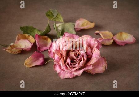 Wilted pink rose and rose petals Stock Photo
