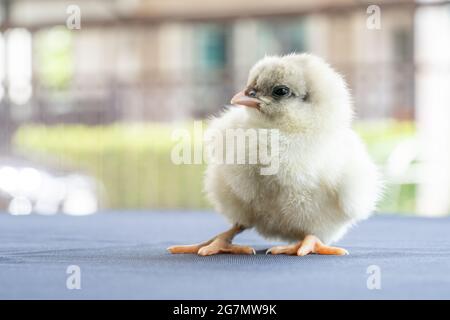 White Baby Australorp Chick stands on white cloth cover the table with bokeh and blur garden at an outdoor field Stock Photo